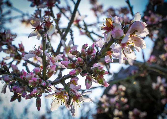 Casa Dr Ramiro Salgado * Torre De Moncorvo